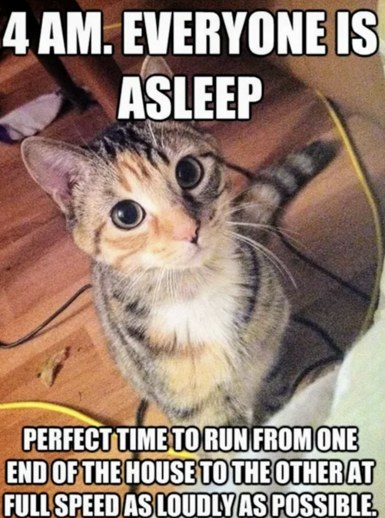 funny cat memes - 4 Am. Everyone Is Asleep Perfect Time To Run From One End Of The House To The Other At Full Speed As Loudly As Possible.