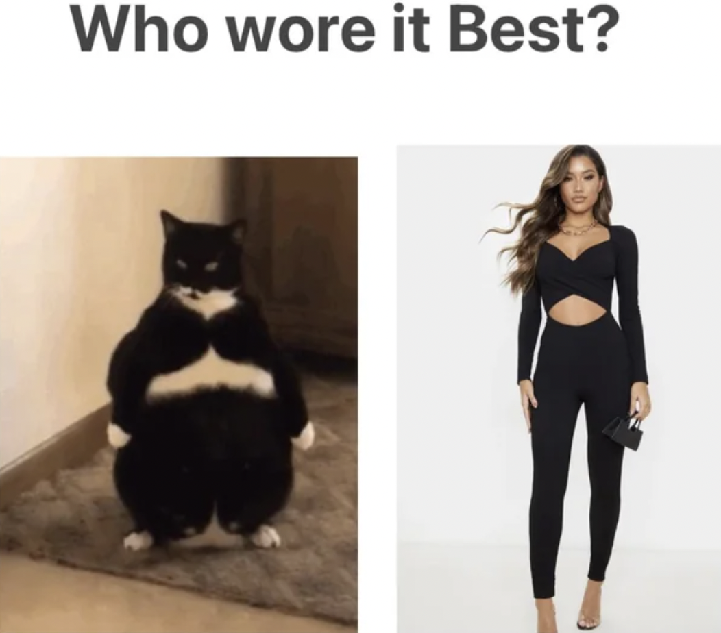 goodnight fat cat - Who wore it Best?