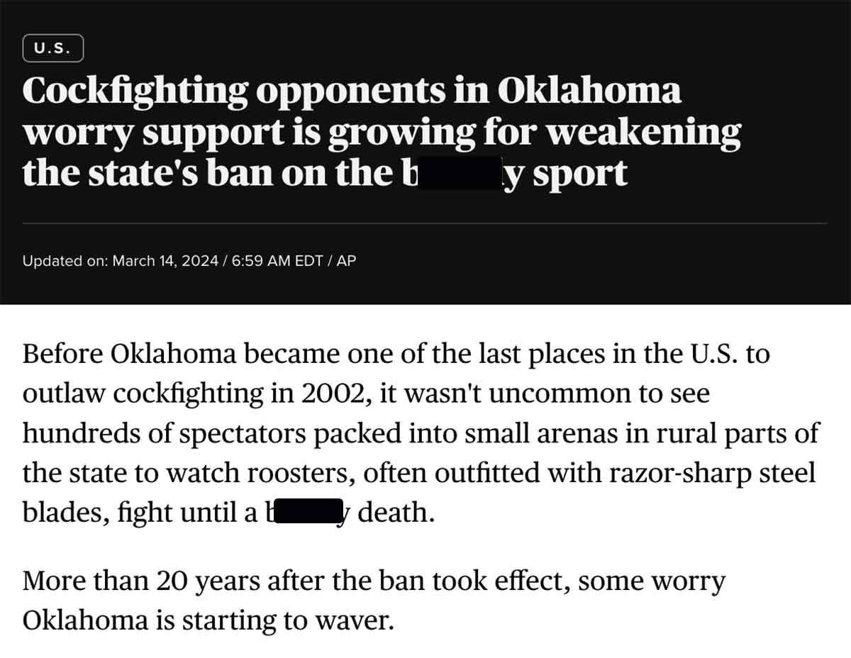 screenshot - U.S. Cockfighting opponents in Oklahoma worry support is growing for weakening the state's ban on the b y sport Updated on Edt Ap Before Oklahoma became one of the last places in the U.S. to outlaw cockfighting in 2002, it wasn't uncommon to