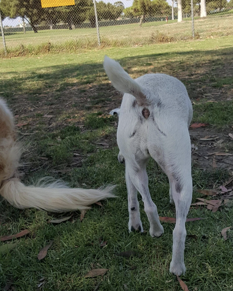 dogo argentino