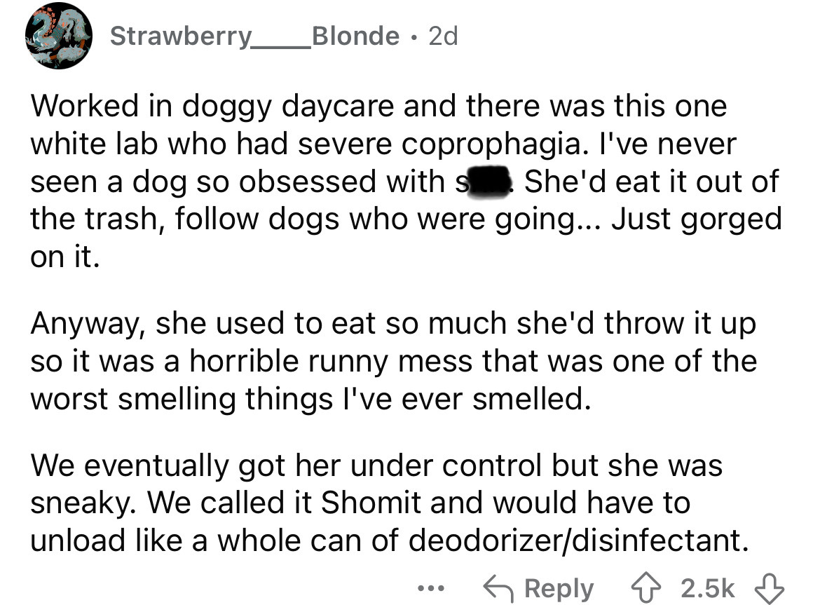 screenshot - Strawberry Blonde 2d Worked in doggy daycare and there was this one white lab who had severe coprophagia. I've never seen a dog so obsessed with s She'd eat it out of the trash, dogs who were going... Just gorged on it. Anyway, she used to ea