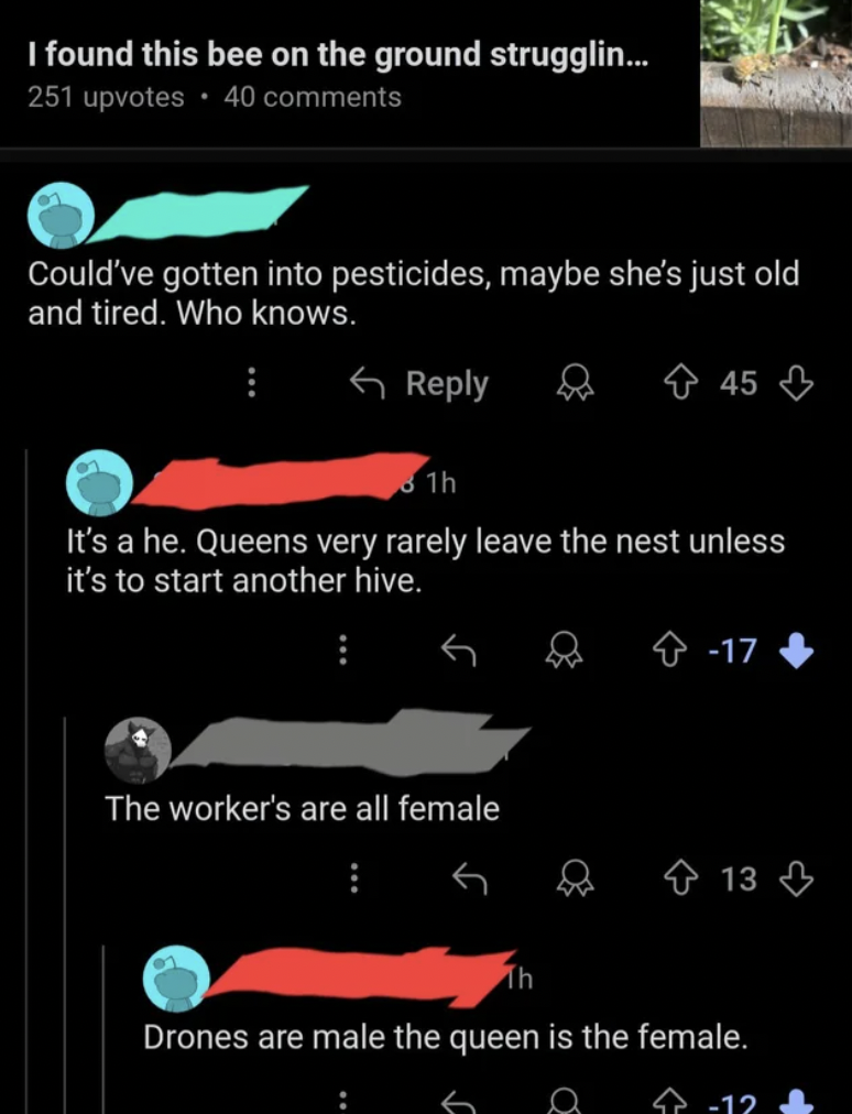 screenshot - I found this bee on the ground strugglin... 251 upvotes 40 Could've gotten into pesticides, maybe she's just old and tired. Who knows. 1h 45 It's a he. Queens very rarely leave the nest unless it's to start another hive. The worker's are all 