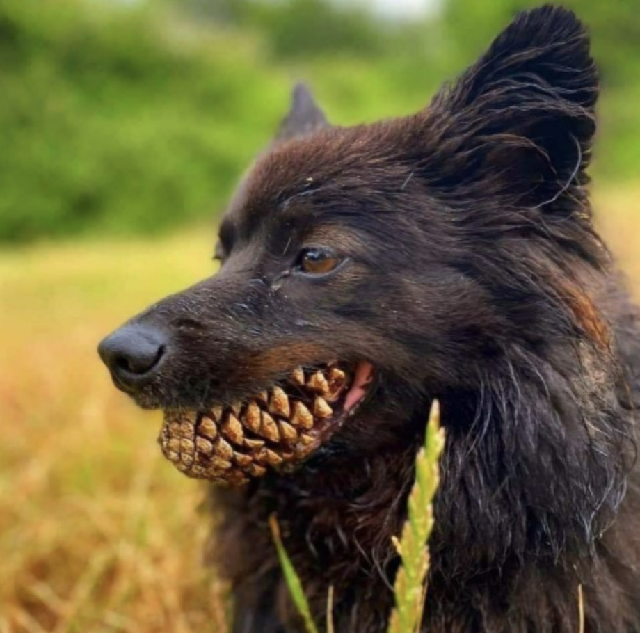 dog with pinecone