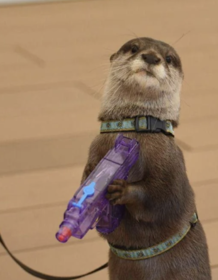 otter with a gun
