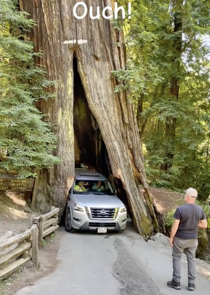 redwood forest region 7b - Ouch!
