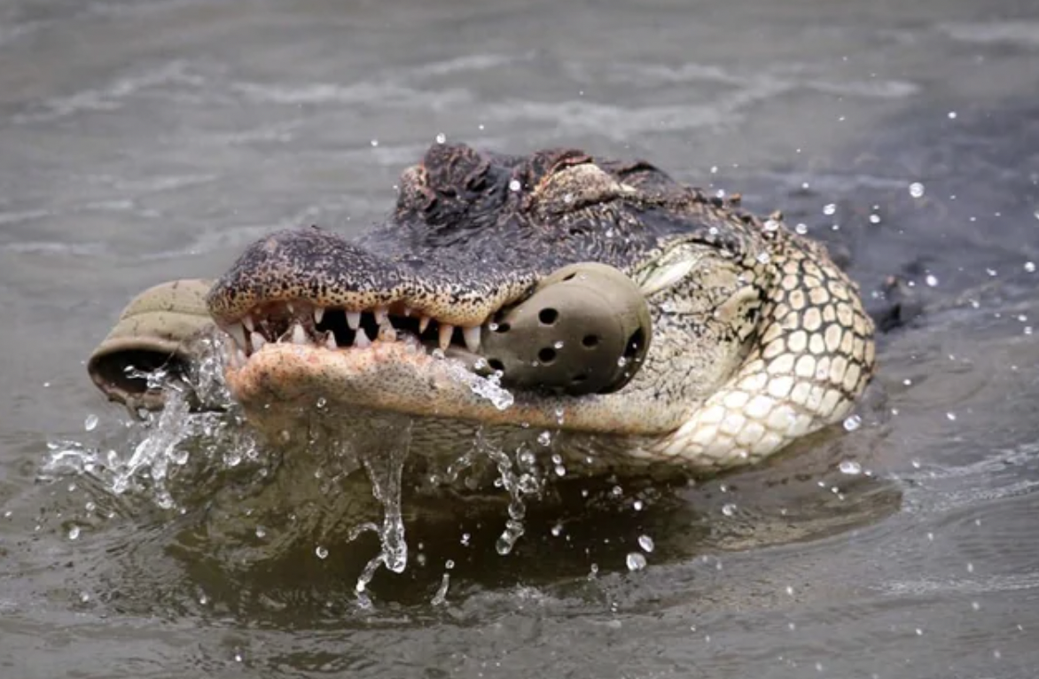 crocodile holding croc shoe