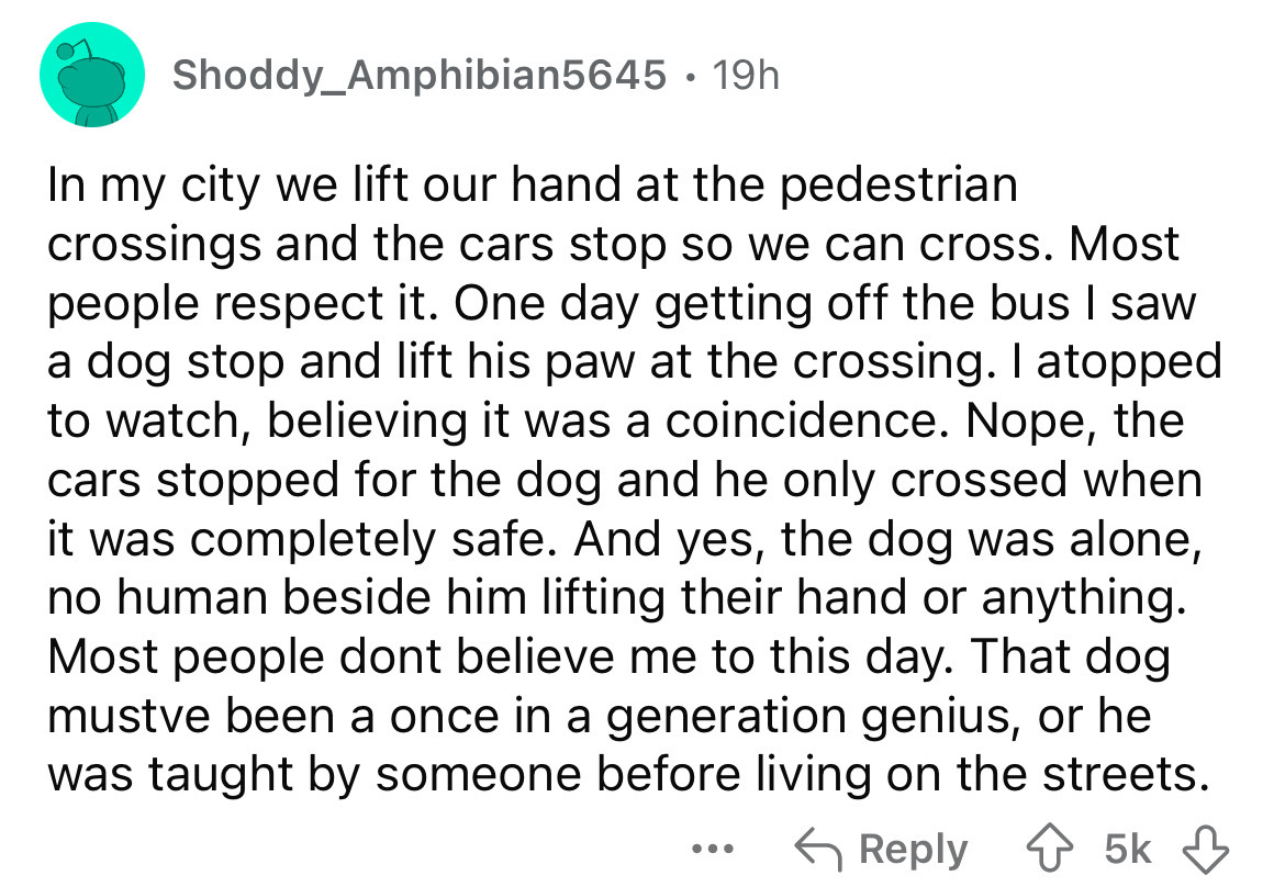 document - Shoddy_Amphibian5645 19h . In my city we lift our hand at the pedestrian crossings and the cars stop so we can cross. Most people respect it. One day getting off the bus I saw a dog stop and lift his paw at the crossing. I atopped to watch, bel