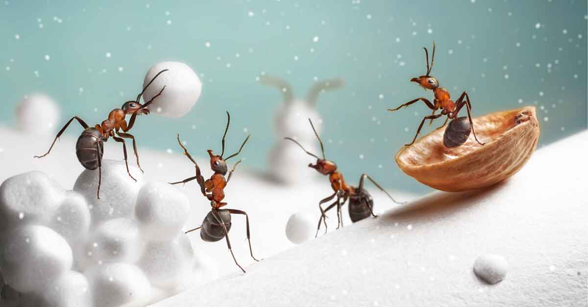 ants in winter