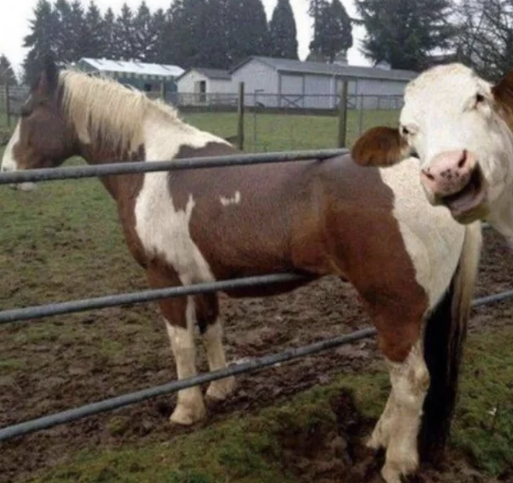 horse and cow funny