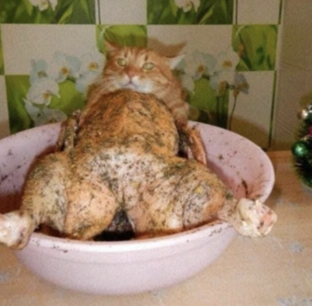 roast cat