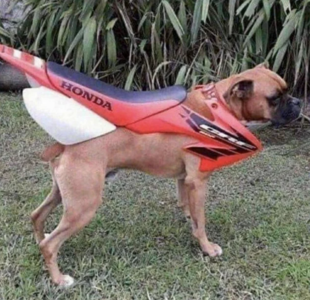 dirt bike dog - Honda