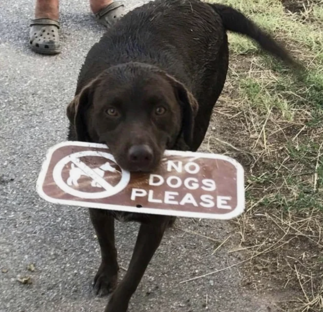 funny - No Dogs Please