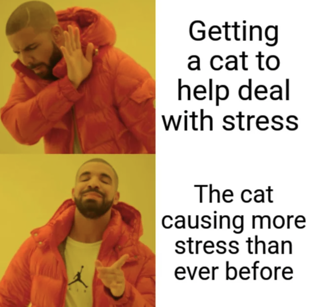 Getting a cat to help deal with stress The cat causing more stress than ever before