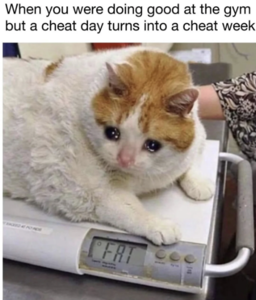 fattest cat in the world - When you were doing good at the gym but a cheat day turns into a cheat week Frt