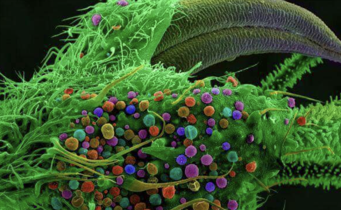 marijuana microscope