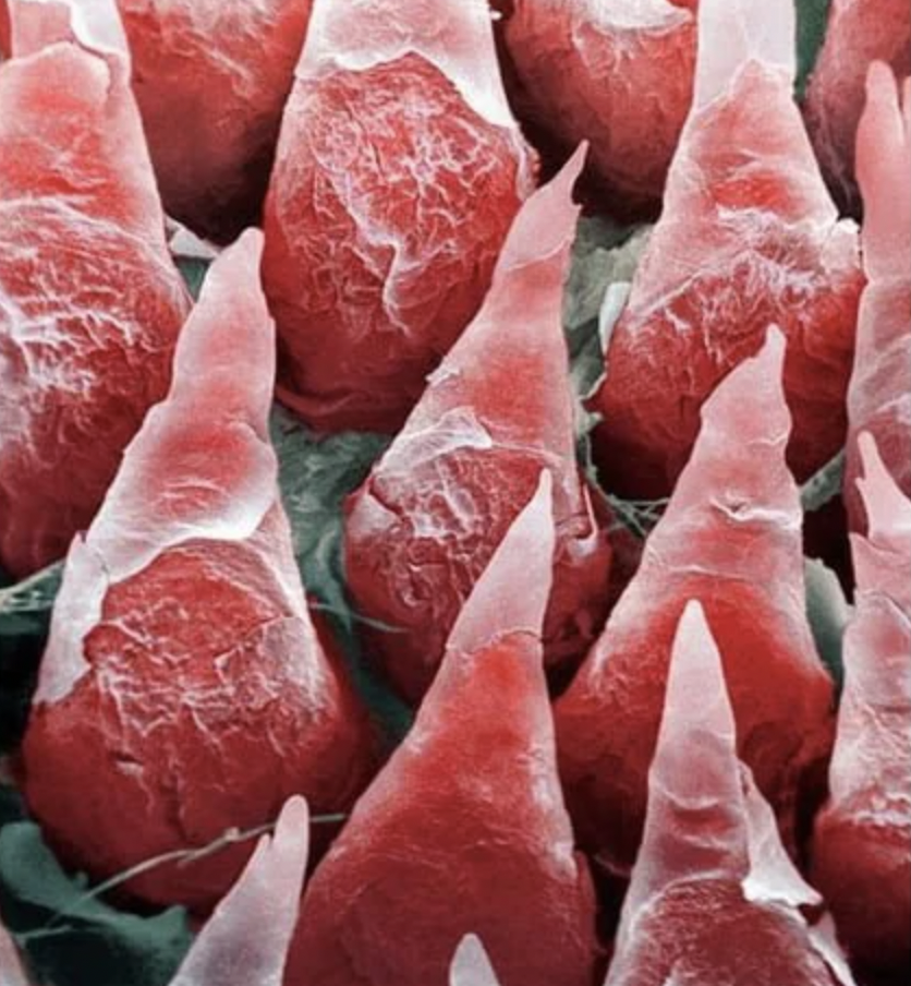 human tongue under microscope