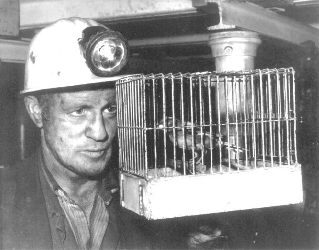 Coal miner and his canary used to warn of dangerous gasses underground, England, 1970s.