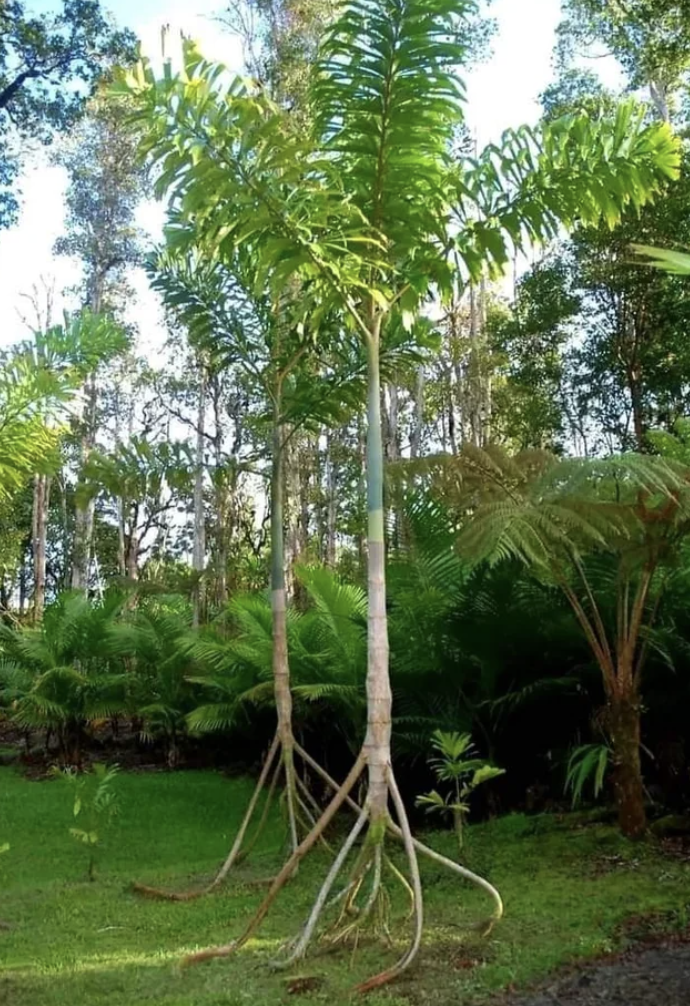 trees that can walk