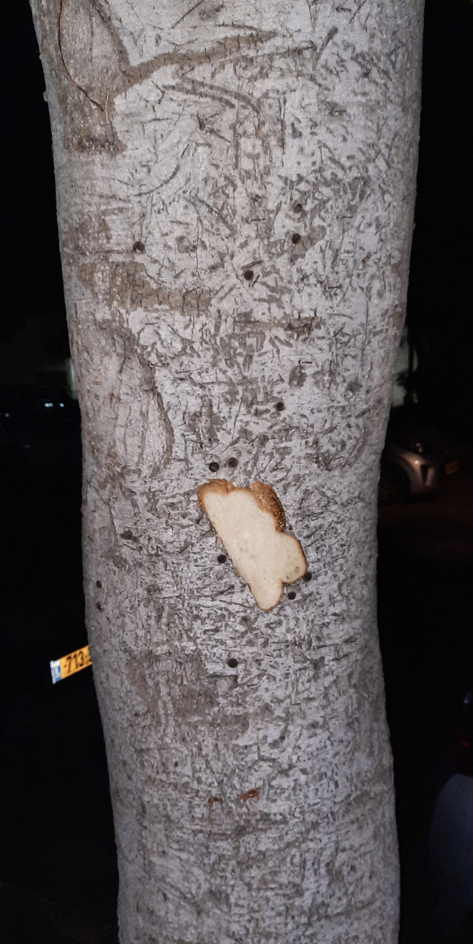 24 Photos of Bread Inexplicably Stapled to Trees | eBaum's World