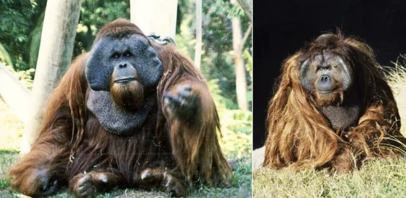 ken allen orangutan