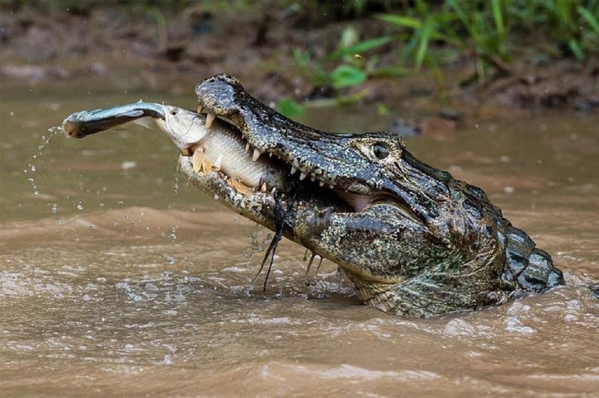 fascinating photos - Crocodiles