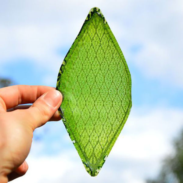 fascinating photos - man made biological leaf