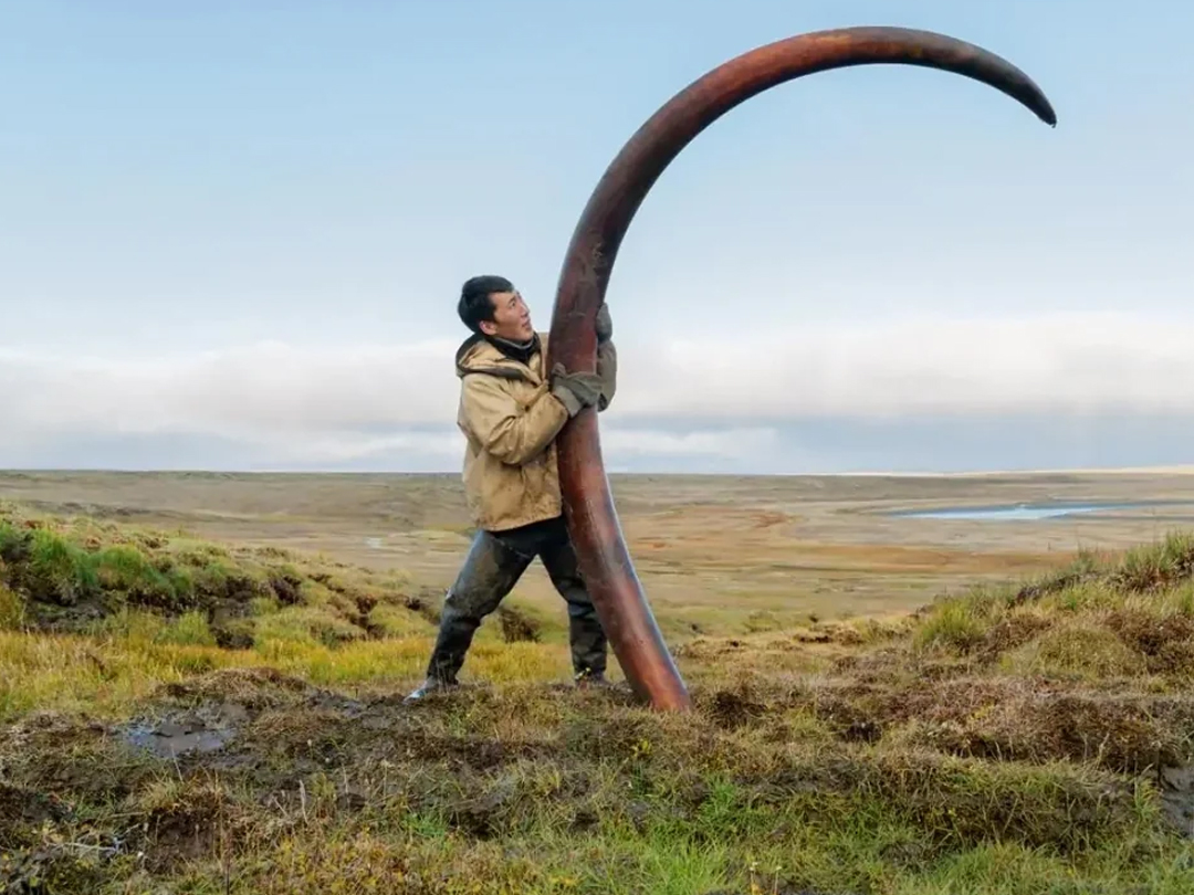 fascinating photos - mammoth tusk found