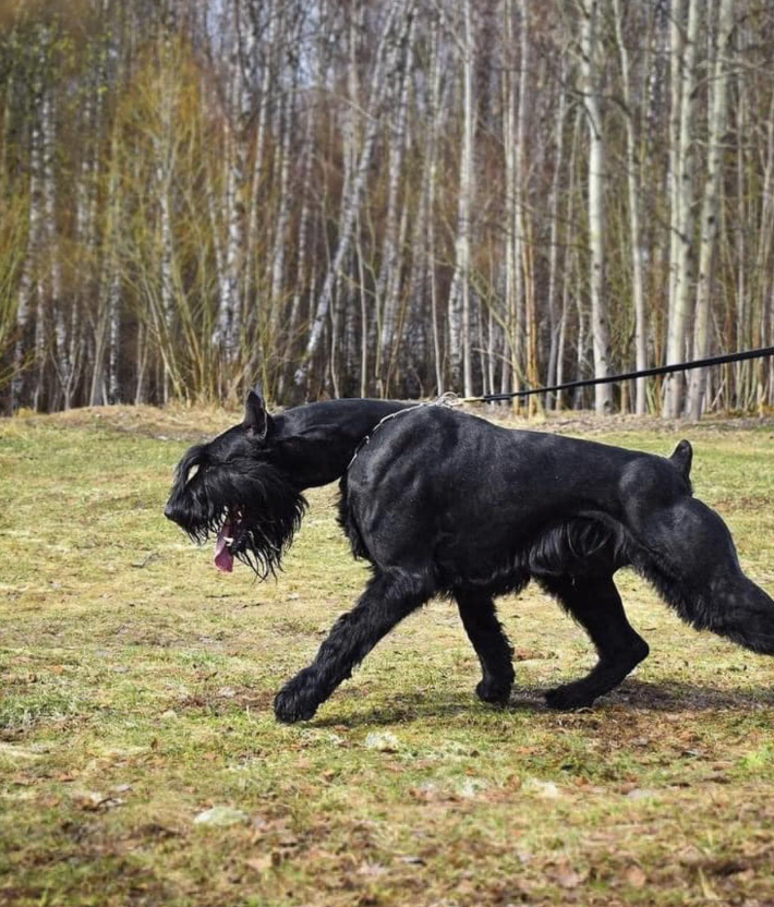 giant schnauzer