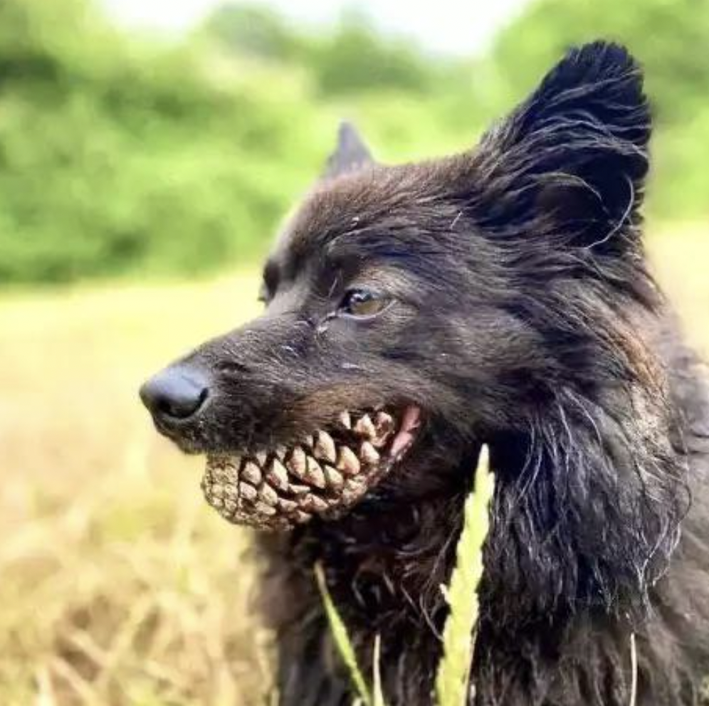 dog with pinecone in mouth