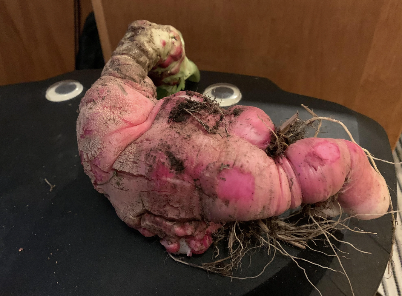 root vegetable