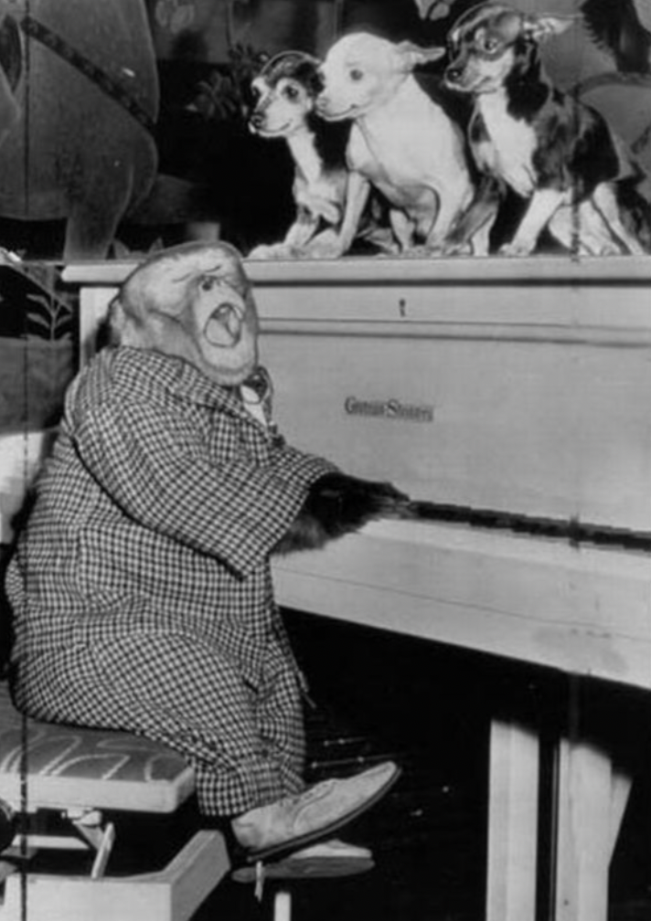 animals playing piano - S