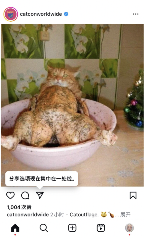 roast cat