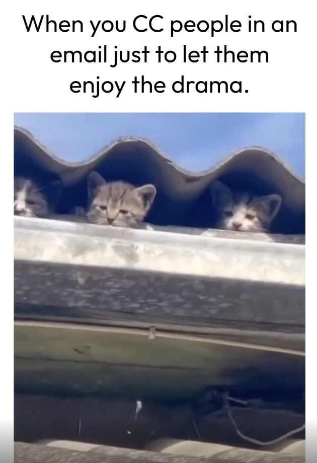 kitten - When you Cc people in an email just to let them enjoy the drama.