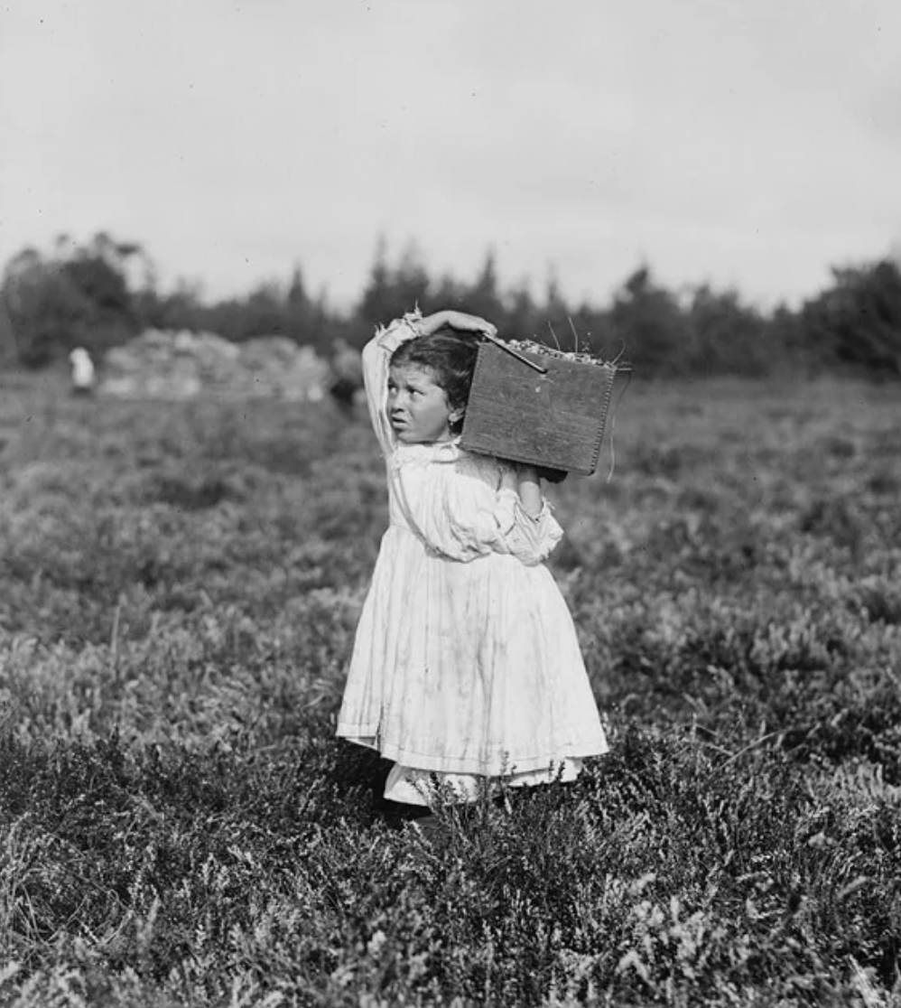 Jennie Camillo, 8 years old, Cranberry picker in Pemberton, New Jersey. 1910.