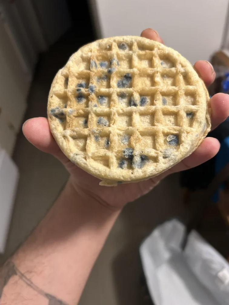 moldy waffle