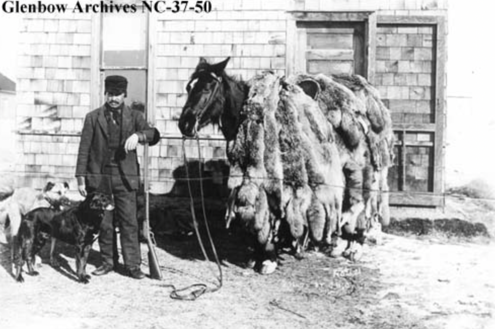 shetland pony - Glenbow Archives Nc3750