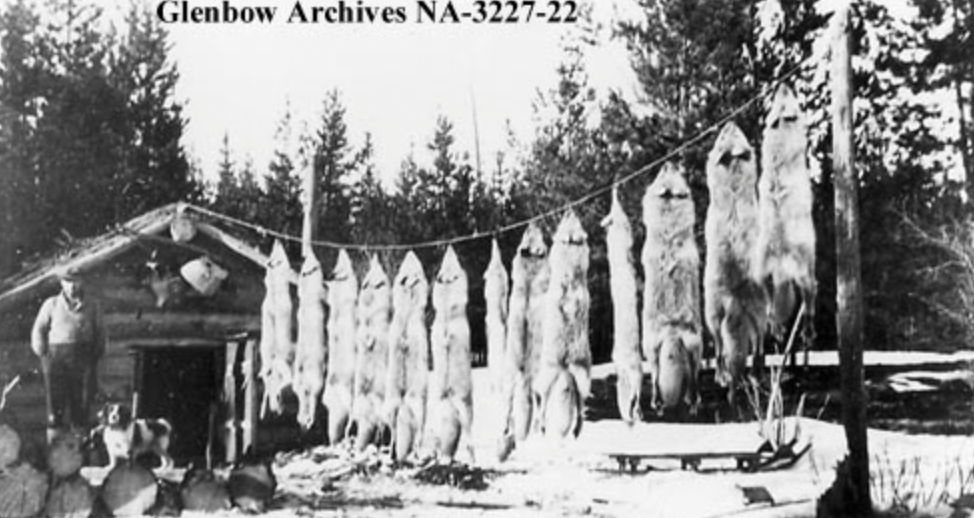 tree - Glenbow Archives Na322722