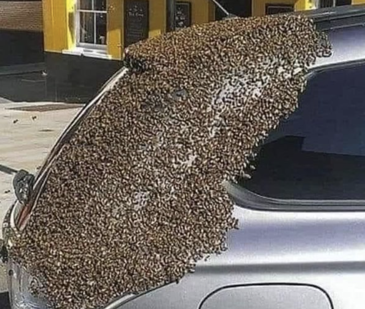 bees on car