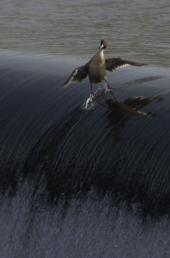 duck surfing