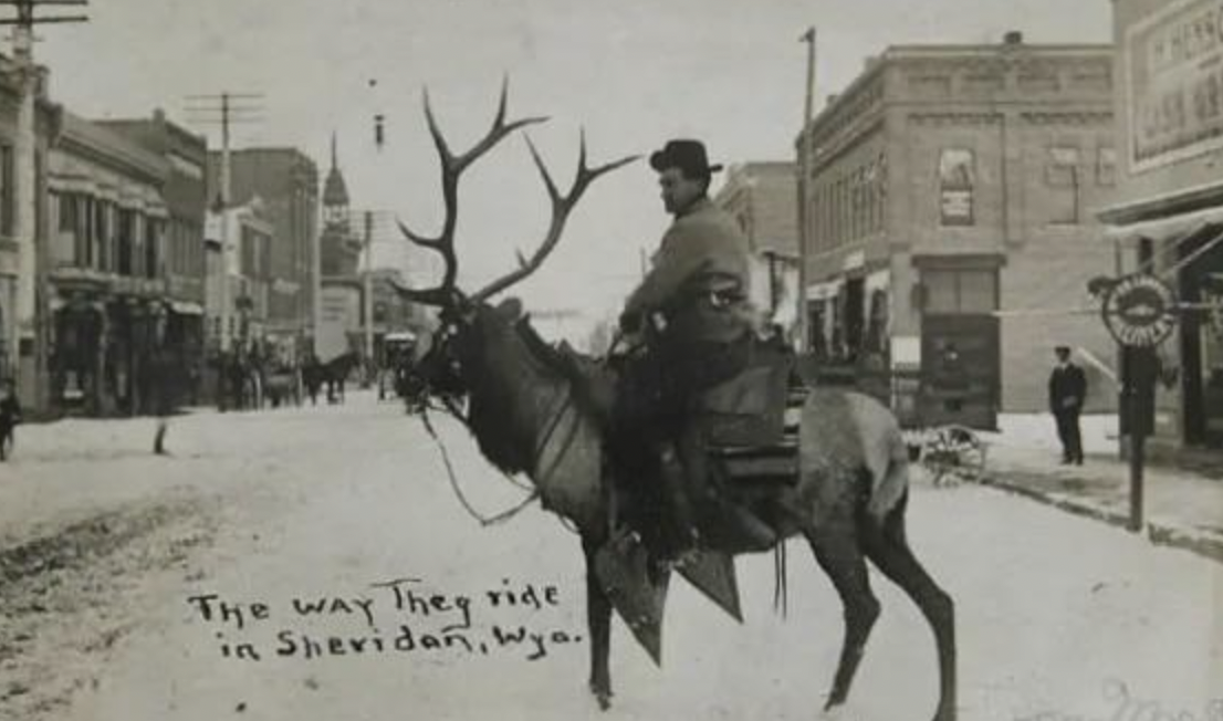 guy riding bull elk - The Way They ride in Sheridan, Wya.