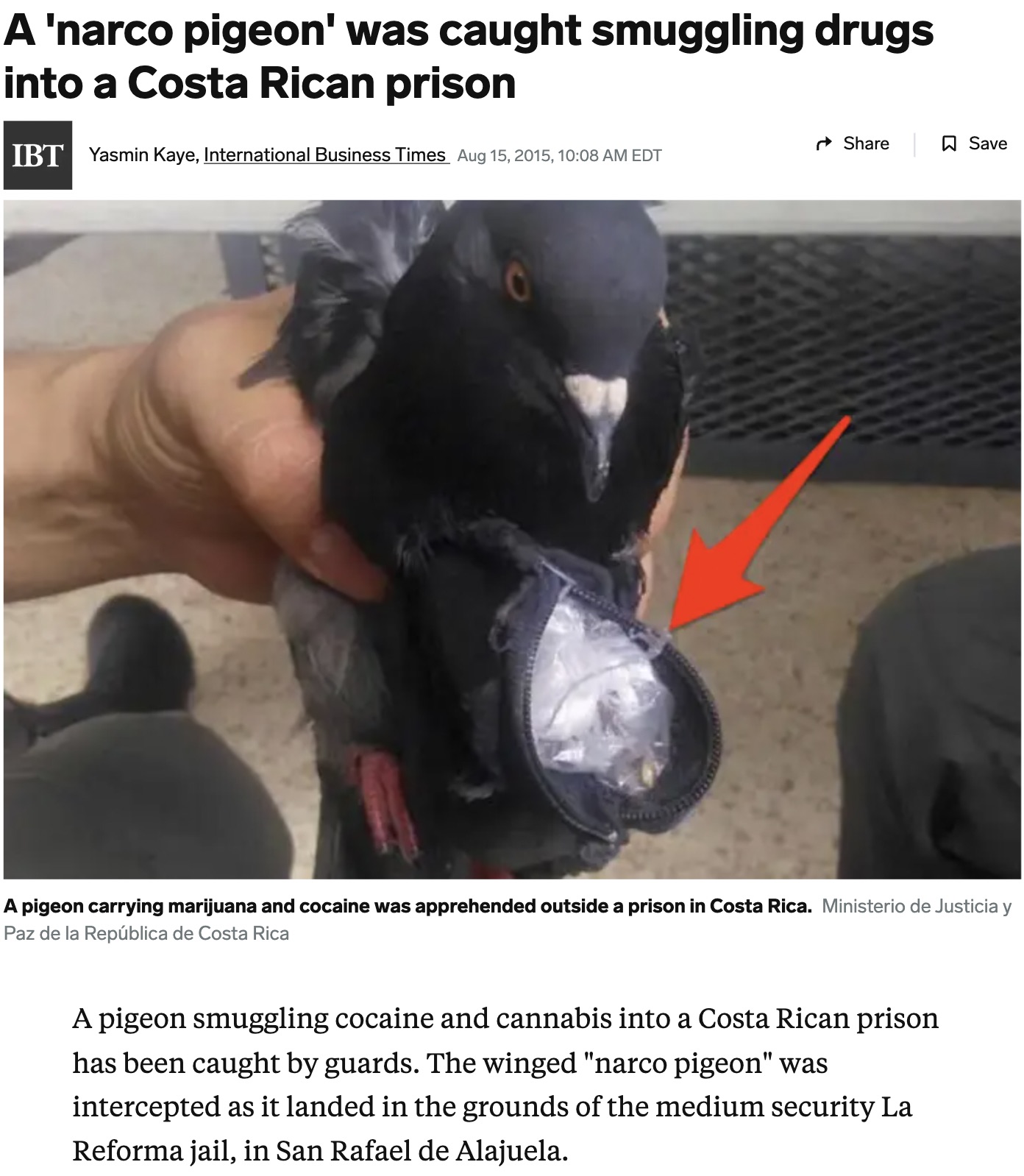 photo caption - A 'narco pigeon' was caught smuggling drugs into a Costa Rican prison Save Ibt Yasmin Kaye, International Business Times , Edt A pigeon carrying marijuana and cocaine was apprehended outside a prison in Costa Rica. Ministerio de Justicia y