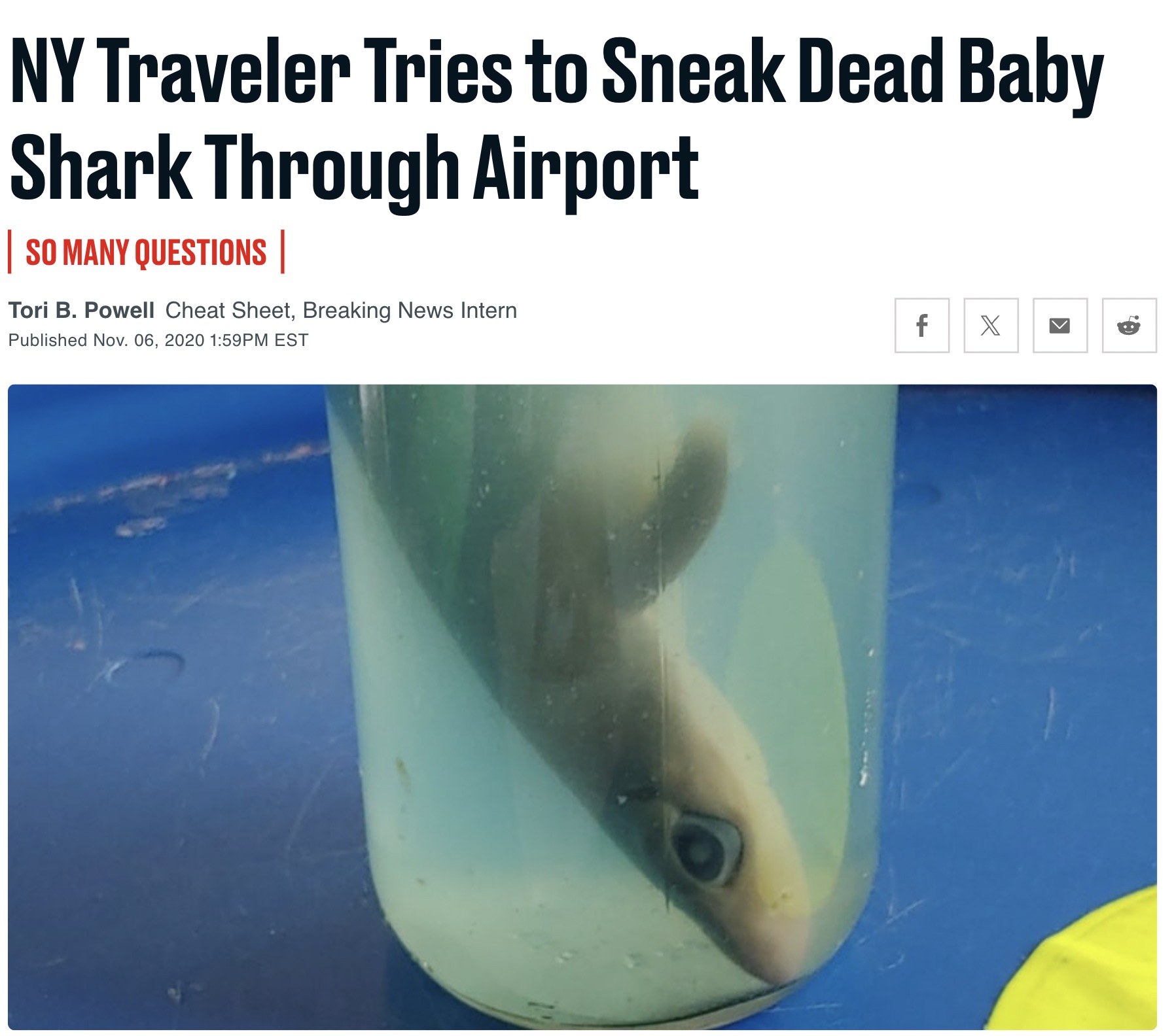 porpoise - Ny Traveler Tries to Sneak Dead Baby Shark Through Airport | So Many Questions | Tori B. Powell Cheat Sheet, Breaking News Intern Published Nov. 06, 2020 Pm Est f X K