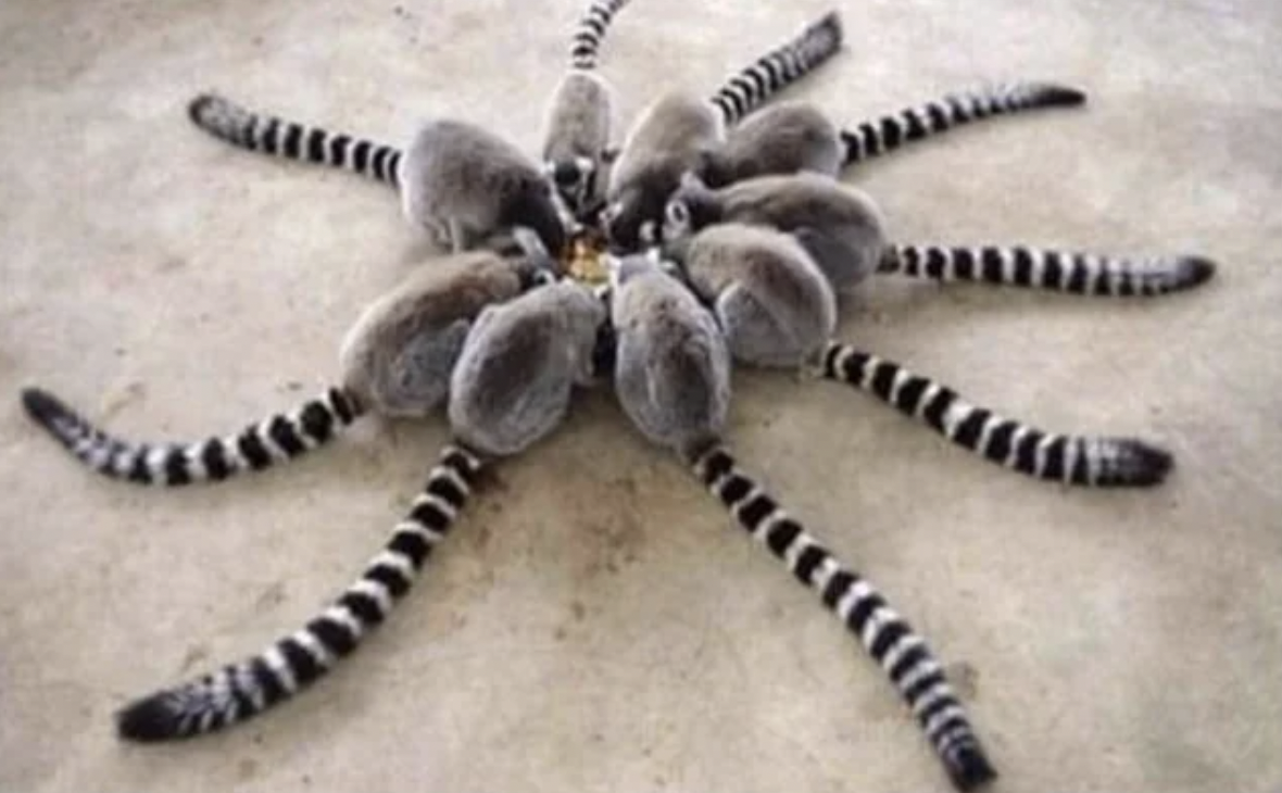 lemur spider -