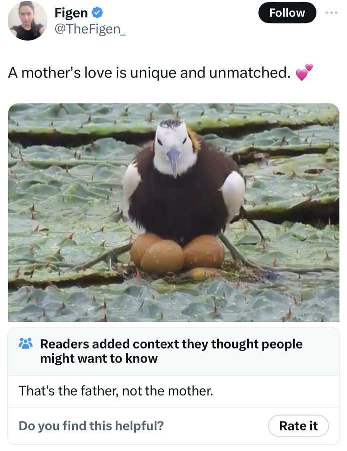 bald eagle - Figen A mother's love is unique and unmatched. Readers added context they thought people might want to know That's the father, not the mother. Do you find this helpful? Rate it