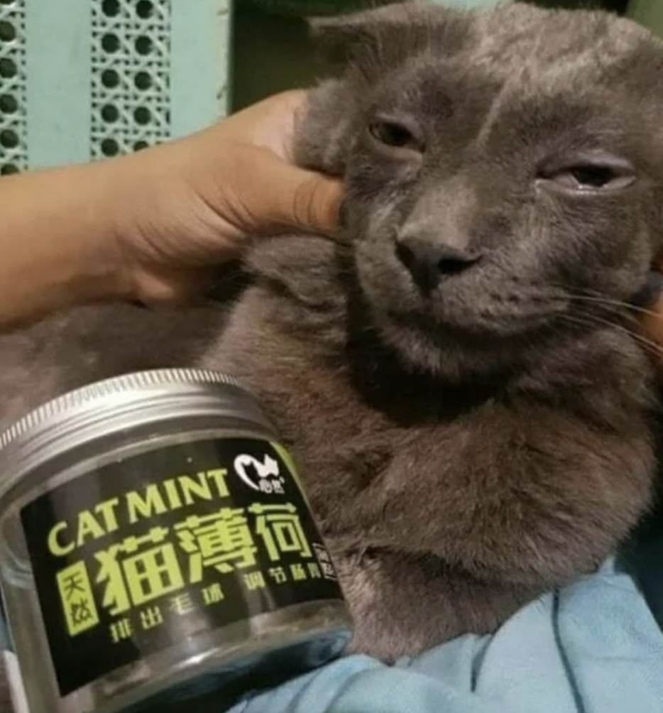 cat had too much catnip - Catmint