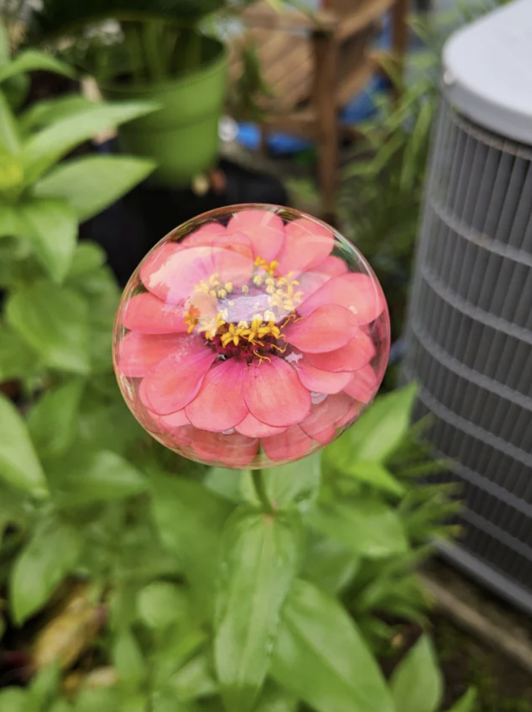 common zinnia