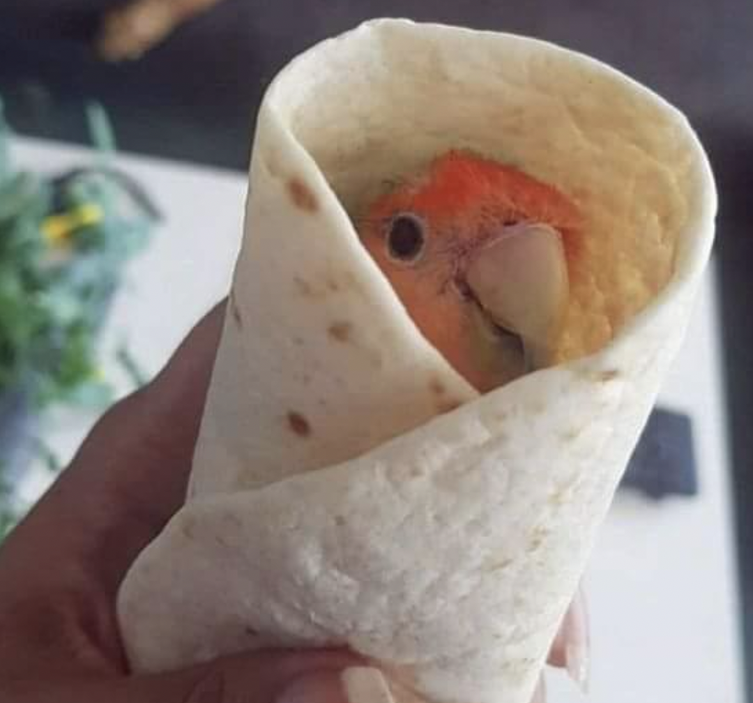 burrito bird