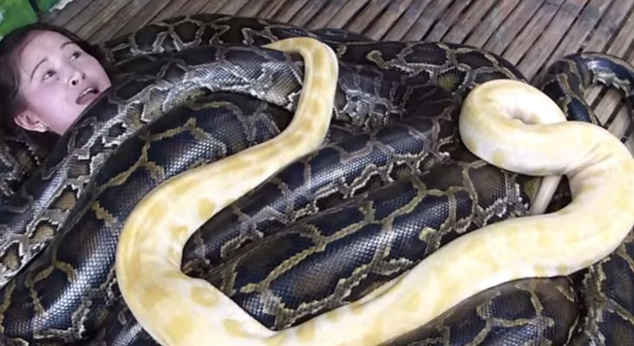 burmese python massage