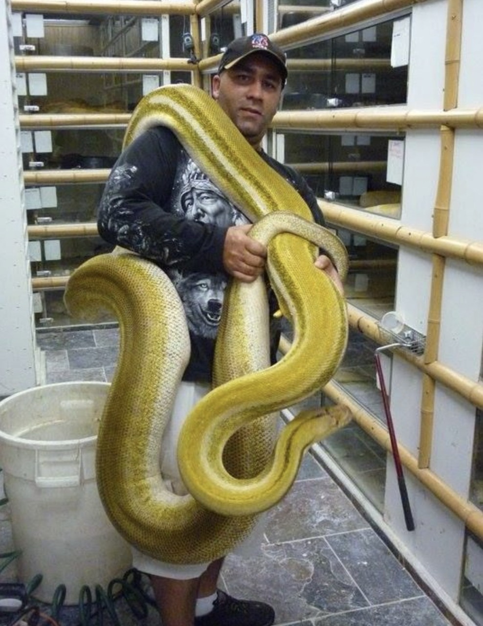 burmese python