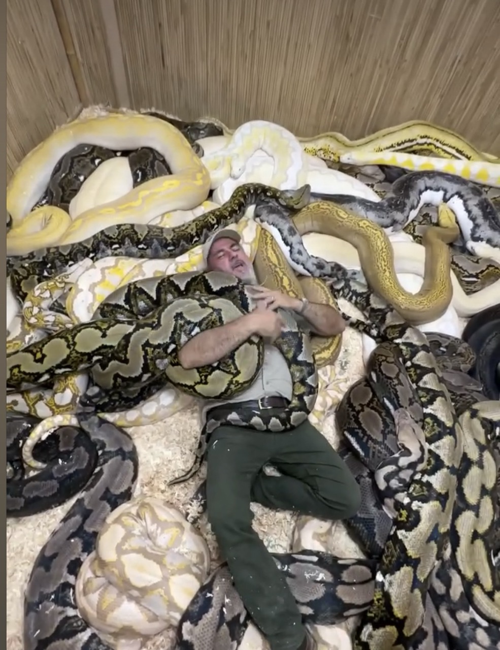 burmese python